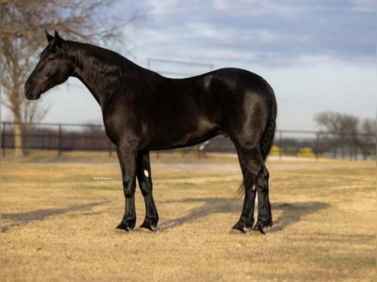 Draft Horse Gelding 4 years 16.2 hh Black in Ripley