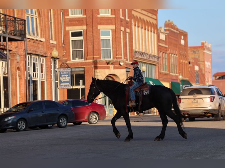 Draft Horse Mix Gelding 4 years 16.2 hh Black in Ripley