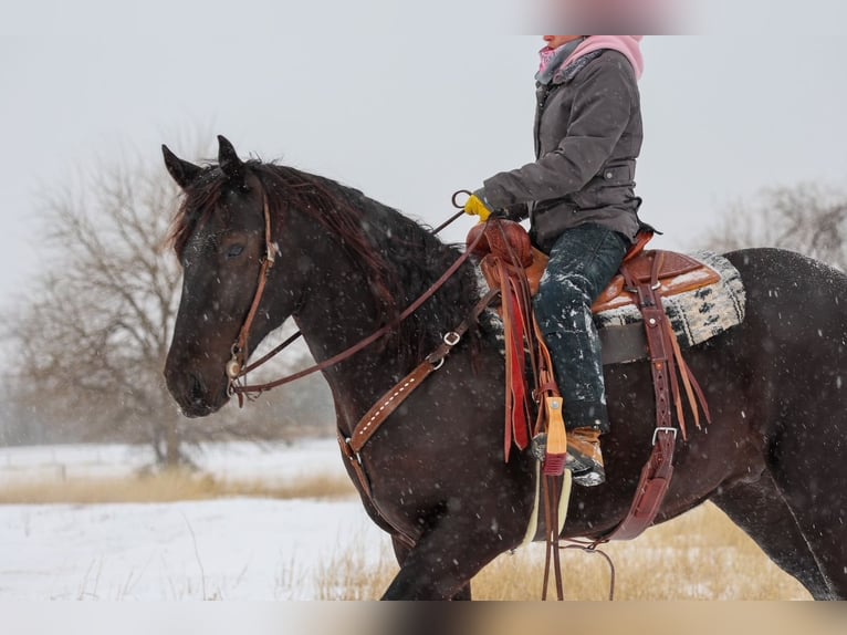 Draft Horse Mix Gelding 4 years 16.2 hh Black in Ripley