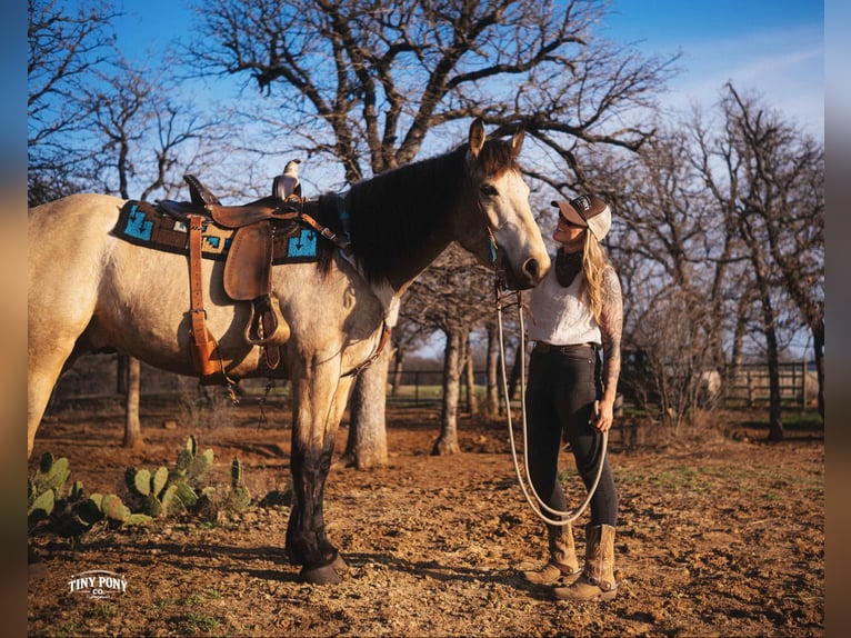Draft Horse Gelding 4 years 16.2 hh Buckskin in Jacksboro