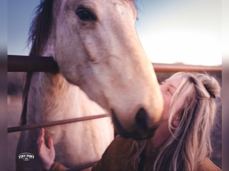 Draft Horse Gelding 4 years 16.2 hh Buckskin in Jacksboro