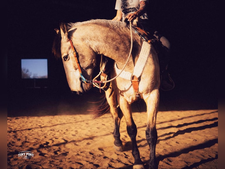 Draft Horse Gelding 4 years 16.2 hh Buckskin in Jacksboro