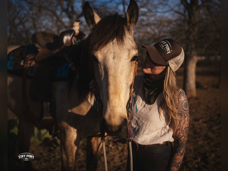 Draft Horse Gelding 4 years 16.2 hh Buckskin in Jacksboro