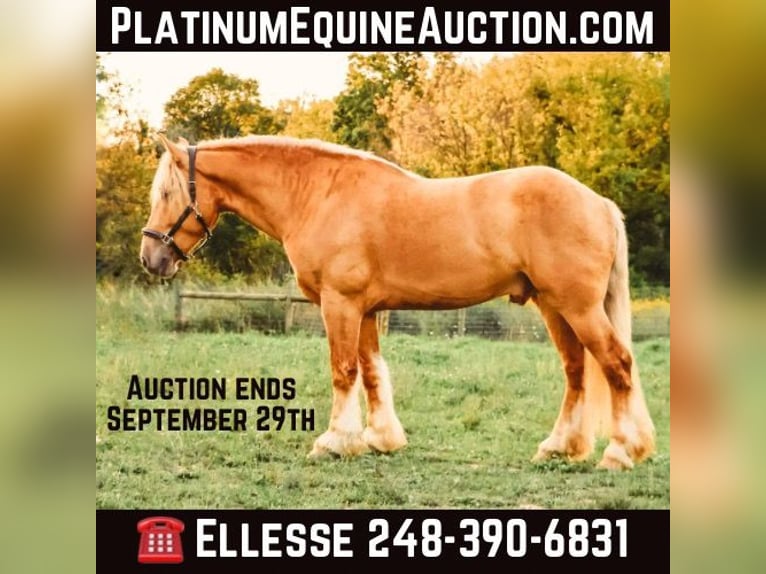 Draft Horse Gelding 4 years 16,2 hh Palomino in Howell, MI