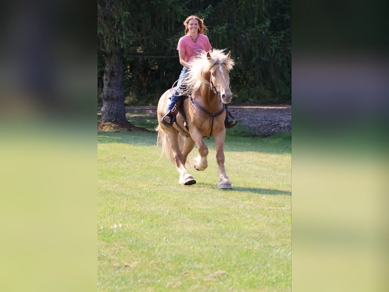 Draft Horse Gelding 4 years 16,2 hh Palomino in Howell, MI