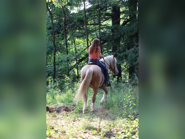 Draft Horse Gelding 4 years 16,2 hh Palomino in Howell, MI