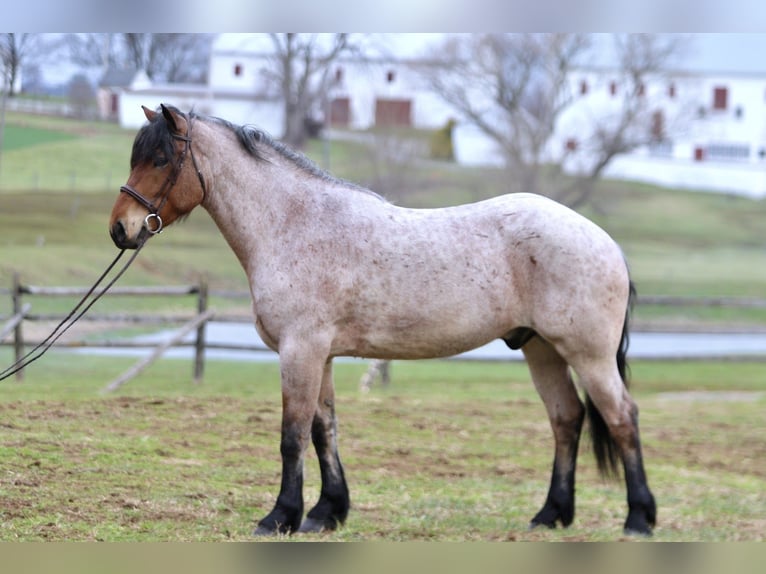 Draft Horse Mix Gelding 4 years 16.2 hh Roan-Bay in Gap
