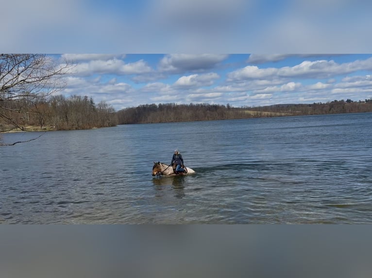 Draft Horse Mix Gelding 4 years 16.2 hh Roan-Bay in Gap