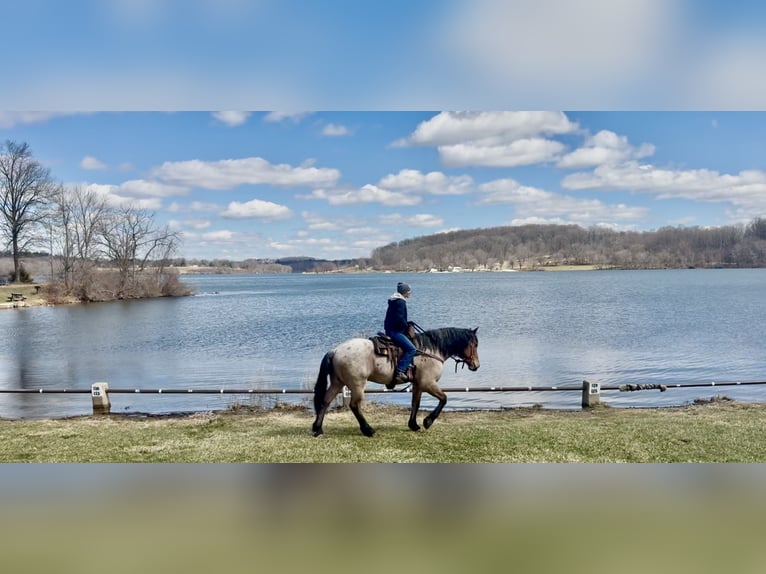 Draft Horse Mix Gelding 4 years 16.2 hh Roan-Bay in Gap