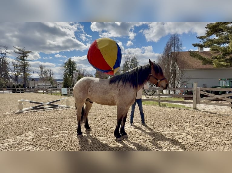 Draft Horse Mix Gelding 4 years 16.2 hh Roan-Bay in Gap