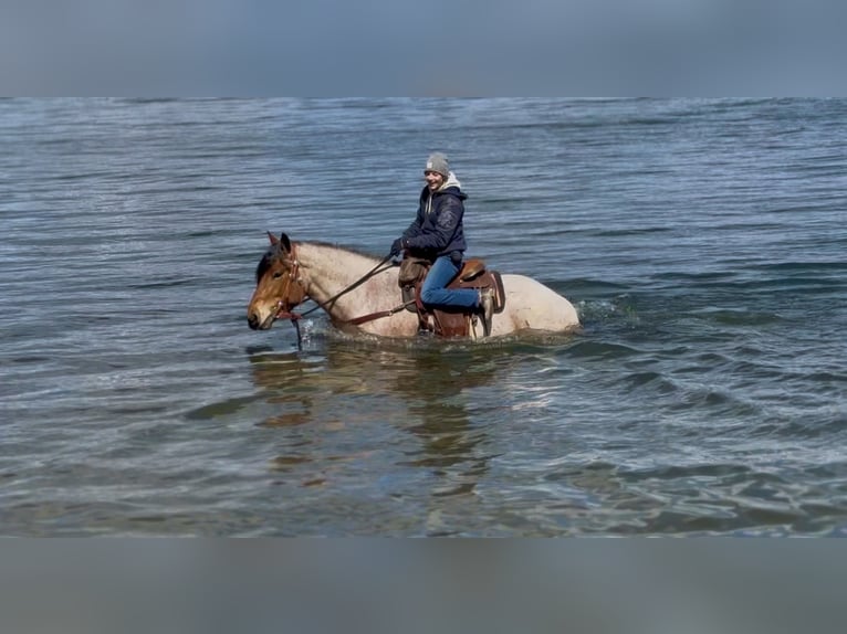Draft Horse Mix Gelding 4 years 16.2 hh Roan-Bay in Gap