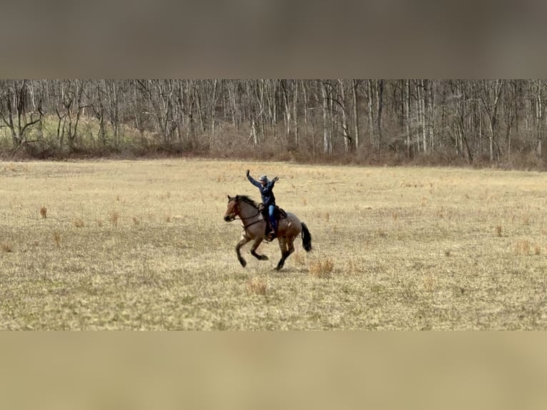 Draft Horse Mix Gelding 4 years 16.2 hh Roan-Bay in Gap