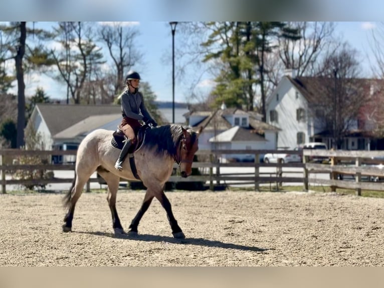 Draft Horse Mix Gelding 4 years 16.2 hh Roan-Bay in Gap