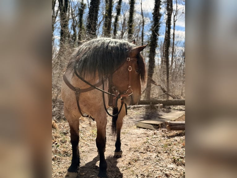Draft Horse Mix Gelding 4 years 16.2 hh Roan-Bay in Gap