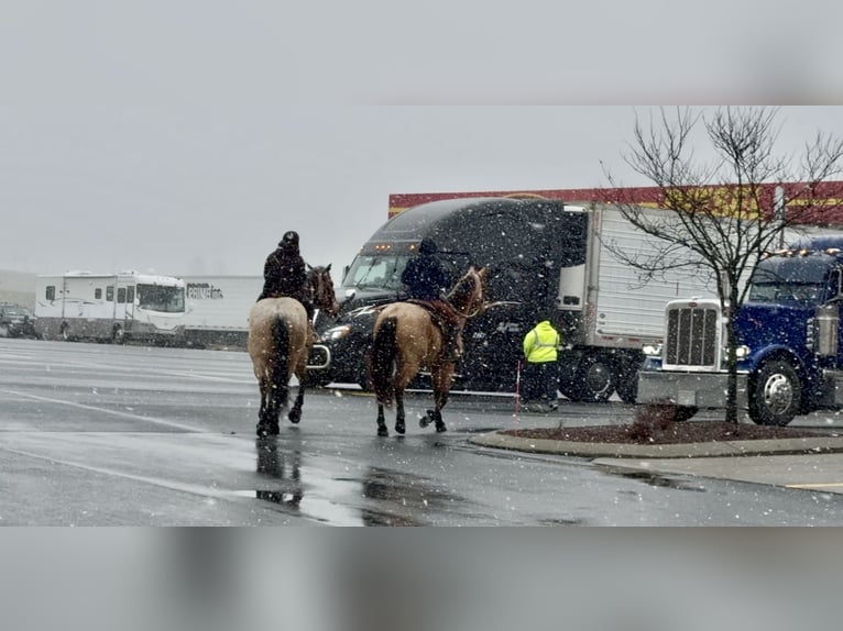 Draft Horse Mix Gelding 4 years 16.2 hh Roan-Bay in Gap