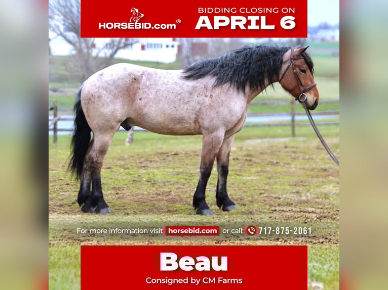 Draft Horse Mix Gelding 4 years 16.2 hh Roan-Bay in Gap