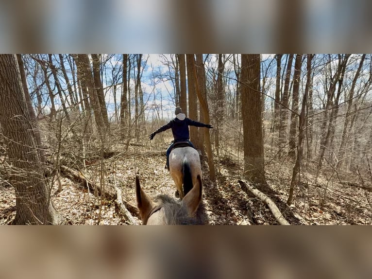 Draft Horse Mix Gelding 4 years 16.2 hh Roan-Bay in Gap