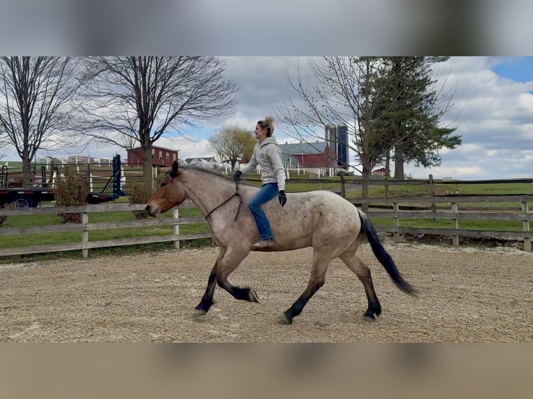 Draft Horse Mix Gelding 4 years 16.2 hh Roan-Bay in Gap