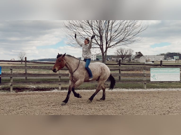 Draft Horse Mix Gelding 4 years 16.2 hh Roan-Bay in Gap