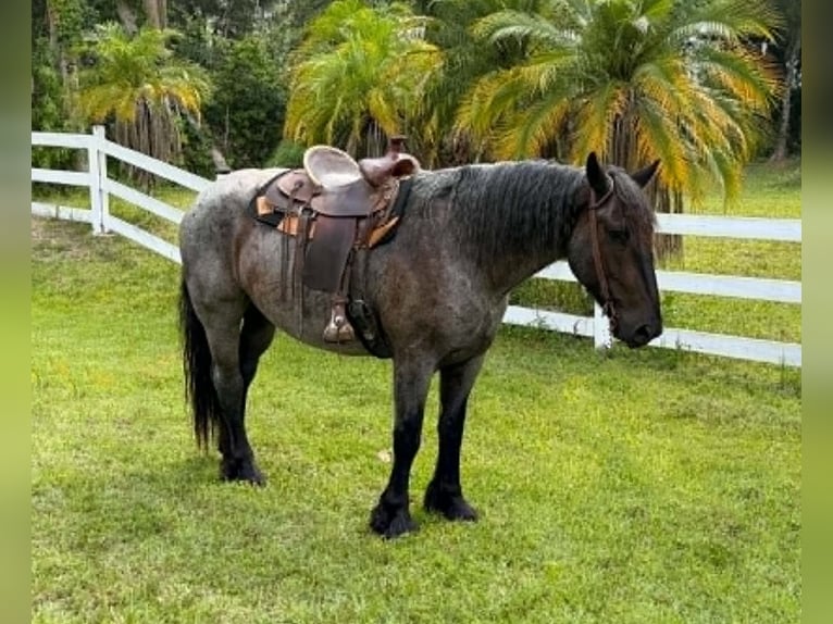 Draft Horse Gelding 4 years 16.2 hh Roan-Blue in Loxahatchee