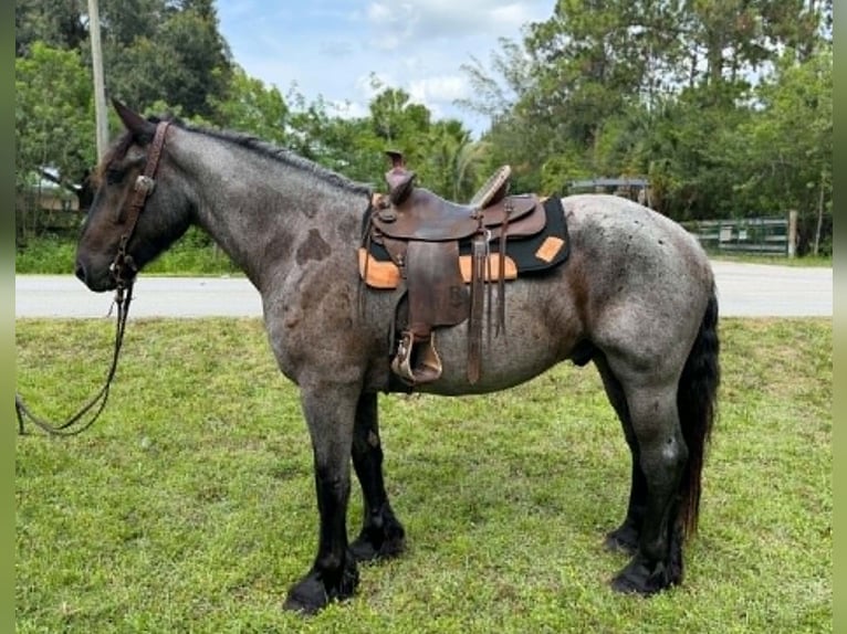 Draft Horse Gelding 4 years 16.2 hh Roan-Blue in Loxahatchee
