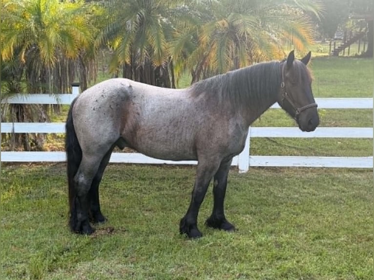 Draft Horse Gelding 4 years 16.2 hh Roan-Blue in Loxahatchee