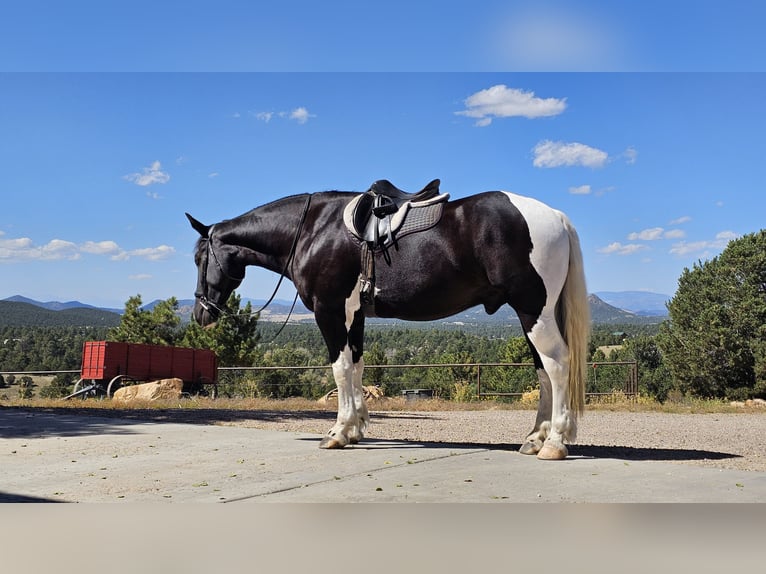 Draft Horse Mix Gelding 4 years 16,2 hh in Westcliffe, CO