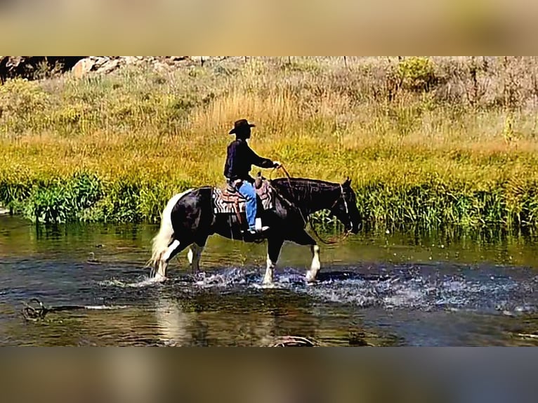 Draft Horse Mix Gelding 4 years 16,2 hh in Westcliffe, CO