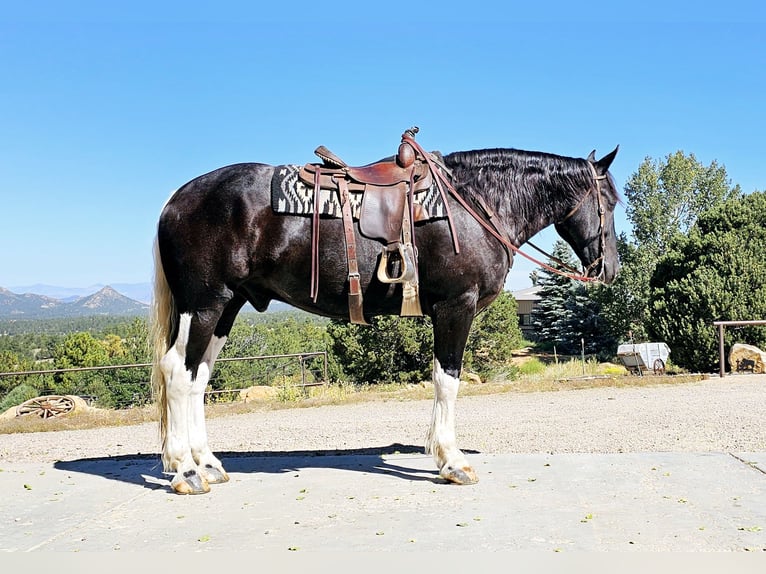 Draft Horse Mix Gelding 4 years 16,2 hh in Westcliffe, CO