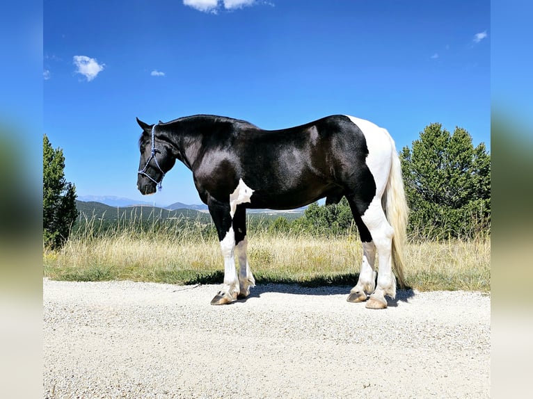 Draft Horse Mix Gelding 4 years 16,2 hh in Westcliffe, CO