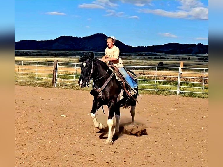 Draft Horse Mix Gelding 4 years 16,2 hh in Westcliffe, CO