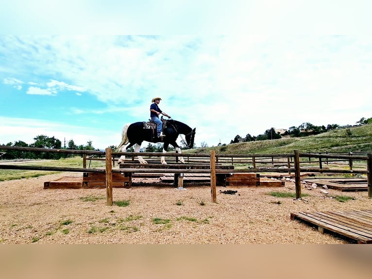 Draft Horse Mix Gelding 4 years 16,2 hh in Westcliffe, CO