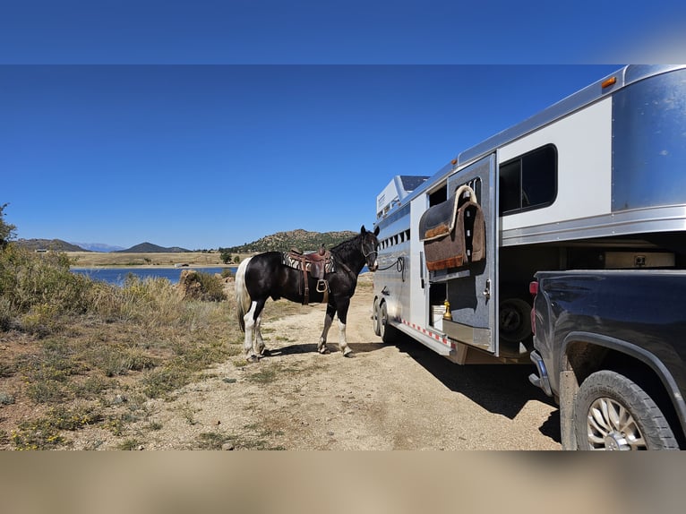 Draft Horse Mix Gelding 4 years 16,2 hh in Westcliffe, CO