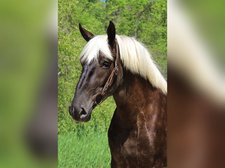 Draft Horse Gelding 4 years 16,3 hh Brown in Howell, MI