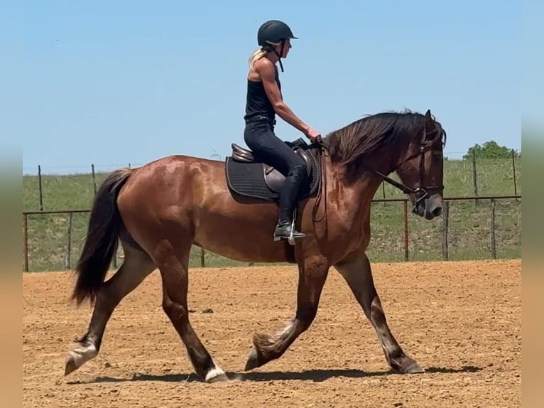 Draft Horse Gelding 4 years 16 hh Bay in Weatherford