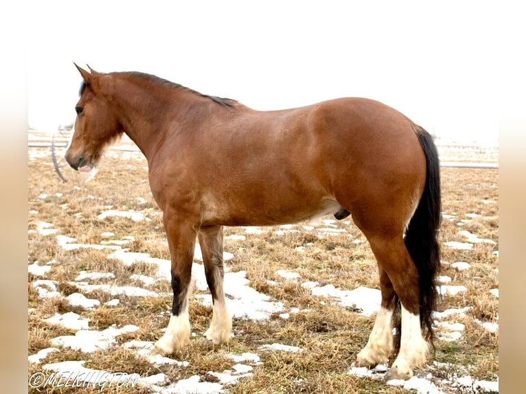 Draft Horse Mix Gelding 4 years 16 hh Bay in Rigby