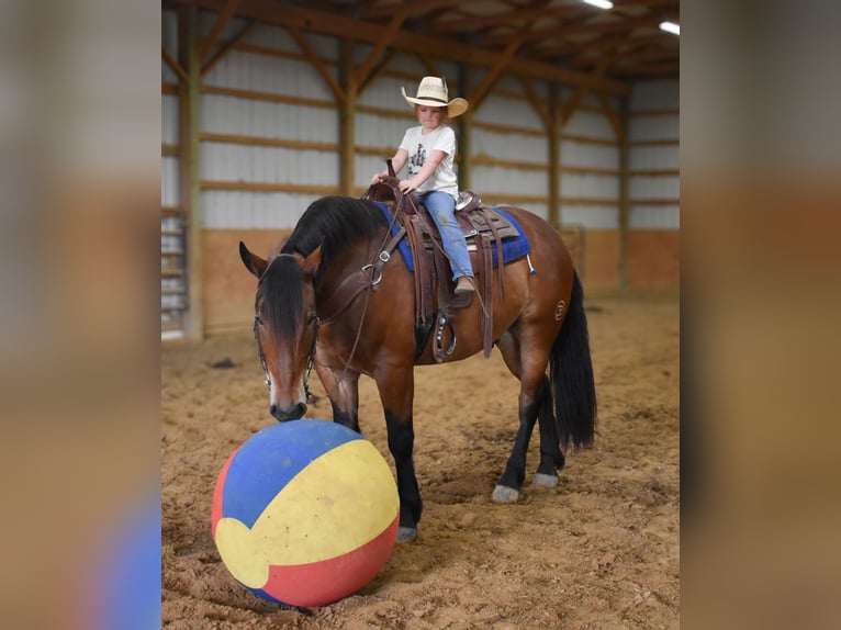 Draft Horse Mix Gelding 4 years 16 hh Bay in Henderson