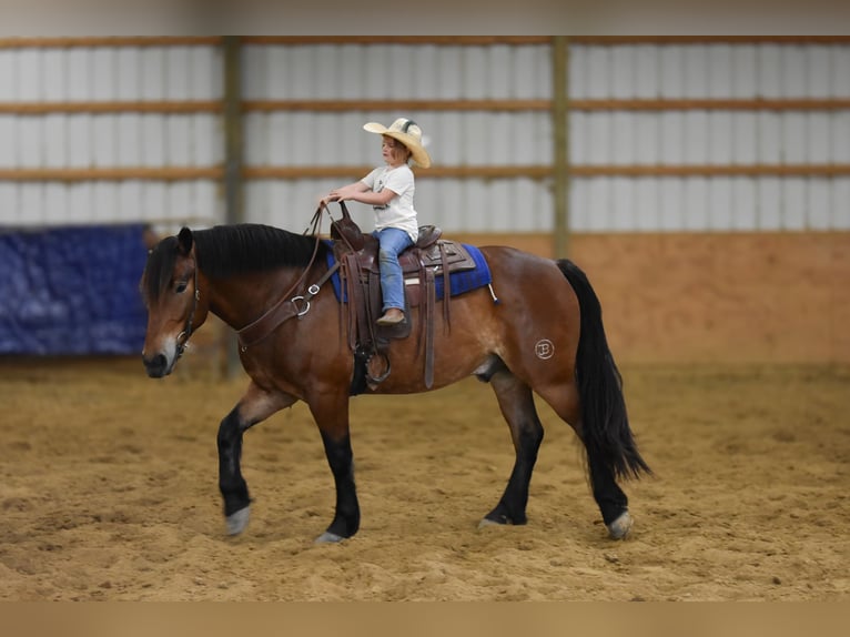 Draft Horse Mix Gelding 4 years 16 hh Bay in Henderson