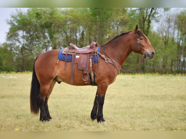 Draft Horse Mix Gelding 4 years 16 hh Bay in Henderson