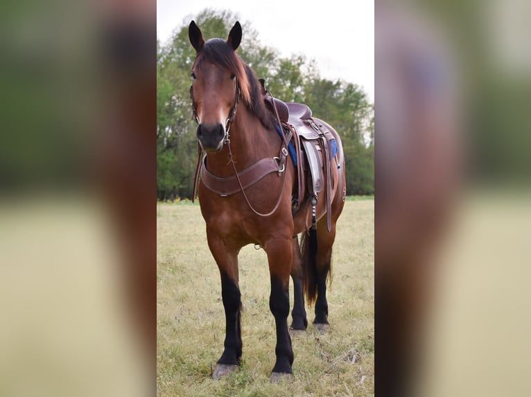 Draft Horse Mix Gelding 4 years 16 hh Bay in Henderson