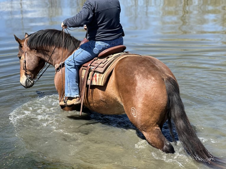 Draft Horse Mix Gelding 4 years 16 hh Bay in Henderson