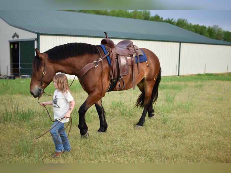 Draft Horse Mix Gelding 4 years 16 hh Bay in Henderson