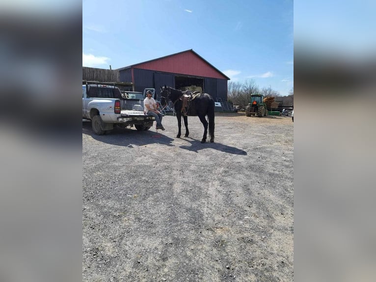 Draft Horse Gelding 4 years 16 hh Black in Gettysburg, PA