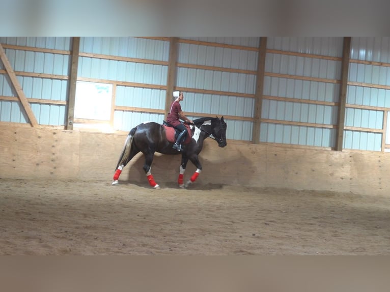 Draft Horse Mix Gelding 4 years 16 hh Black in Millersburg