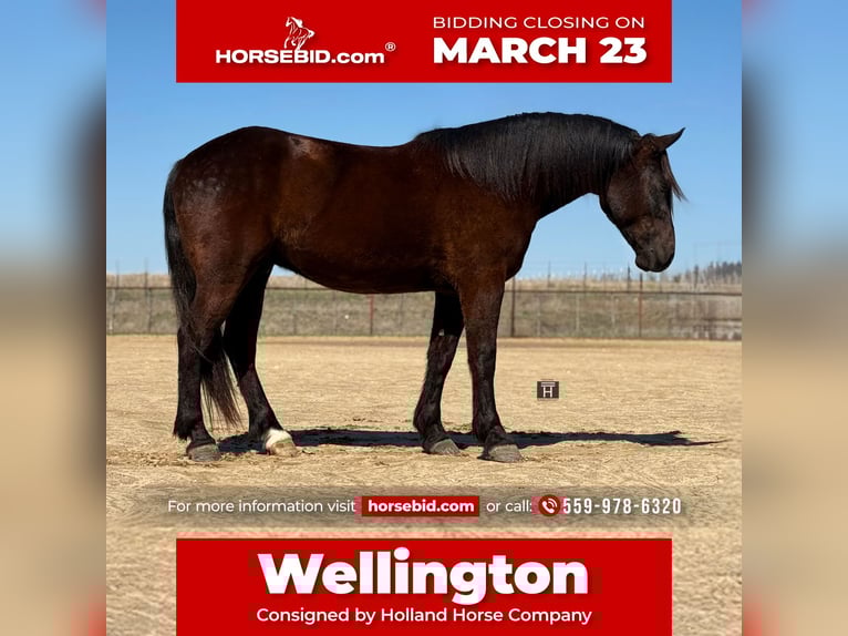 Draft Horse Mix Gelding 4 years 16 hh Black in Weatherford