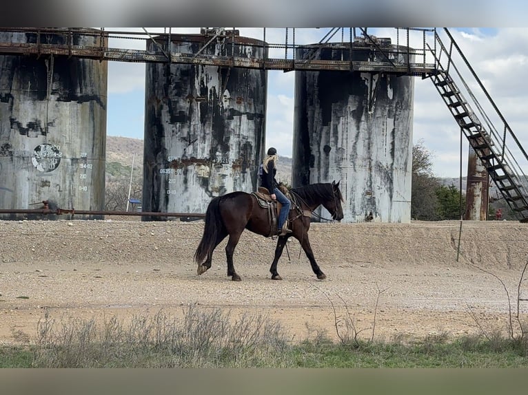 Draft Horse Mix Gelding 4 years 16 hh Black in Weatherford