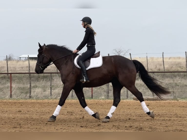 Draft Horse Mix Gelding 4 years 16 hh Black in Weatherford