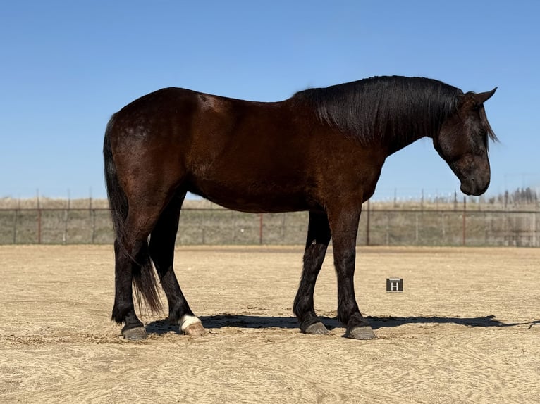 Draft Horse Mix Gelding 4 years 16 hh Black in Weatherford