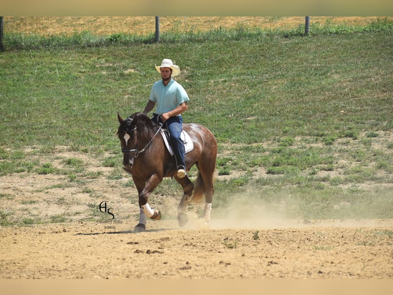 Draft Horse Mix Gelding 4 years 16 hh Brown in Baltic