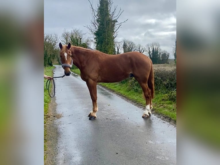 Draft Horse Gelding 4 years 16 hh Chestnut in Sligo